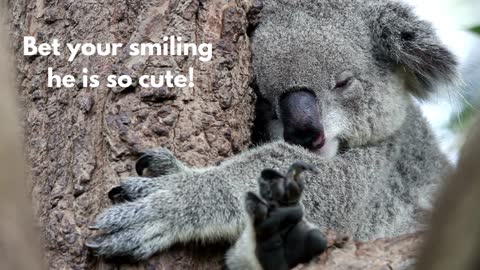 Ten Interesting things that you didn't know about Koala Bears.