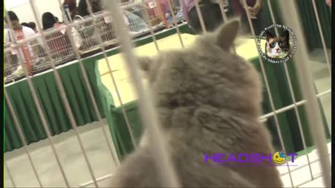 International Charity Cat Show 2009 @ Malaysia