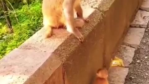 Funny animal