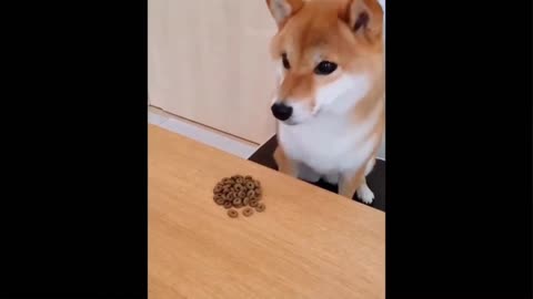 Dog 🦮funny 🤣video