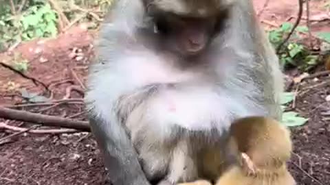 Funny monkey with cute baby monkey