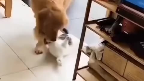 Unlikely friendship funny cat and dog video