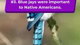 Fascinating Facts About Blue Jay Birds