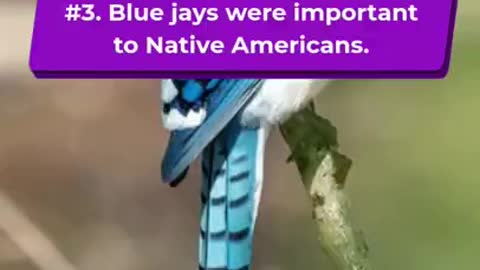 Fascinating Facts About Blue Jay Birds