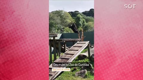 Ursinho Andino Thorin despenca de árvore e diverte visitantes no Zoológico de Curitiba