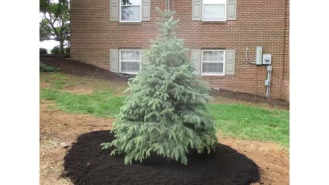 Christmas Tree Planting Clear Spring Maryland Washington County Maryland