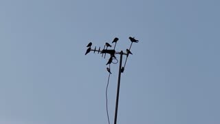 Purple Martins