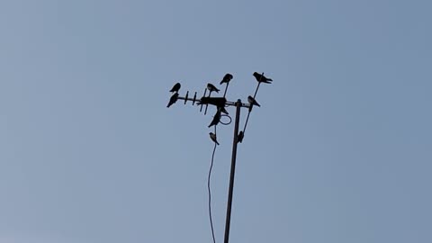 Purple Martins