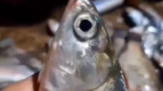 700 kg de peixe fresco pego agora