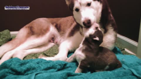 Adorable Husky Puppy Learn To Howl For The First Time