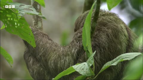 Sloth Combats Plant Defences in Incredible Behaviour | How Nature Works | BBC Earth