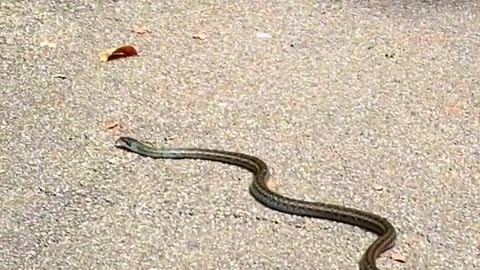 Snake Mating | Amazing Snakes shorts #snake #snakes #snakemating #shorts #short #shortvideo