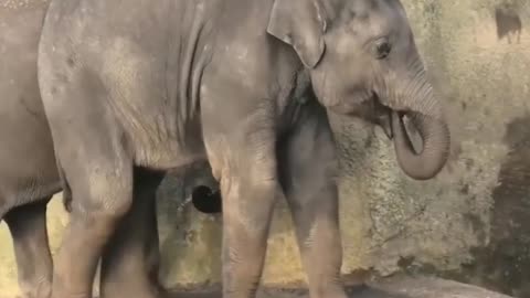 Elephant baby funny moments