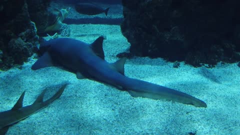 This shark is sleeping on the ocean floor