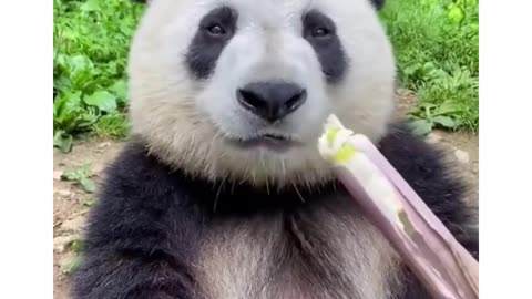 panda bear eating bamboo