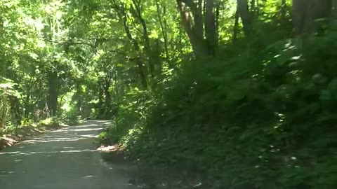 Driving through a tree tunnel