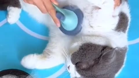 Escora para remover pelos de pets