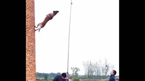 Belgian malinois - Jump - Dog training