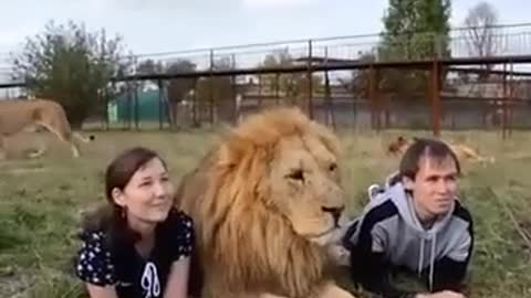 Lion's are shearing love