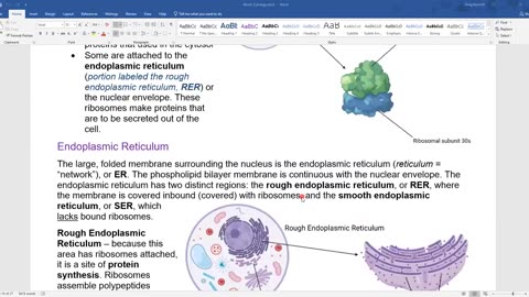 Endoplasmic Reticulum