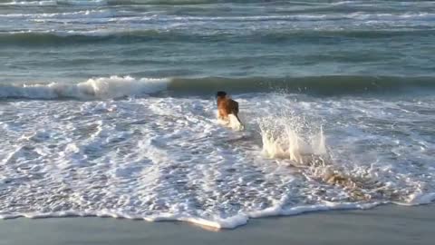 Dog playing in water