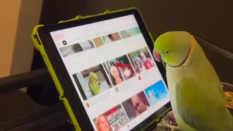 Parrots in 21st century