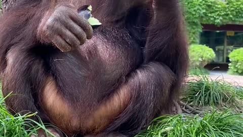 Big bellied orangutan