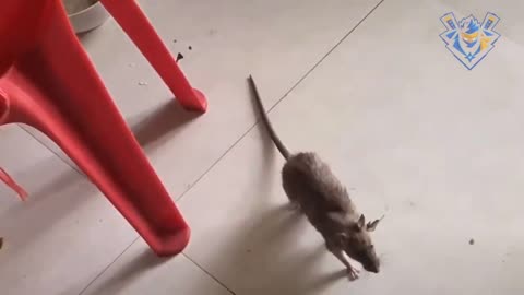 Funny cats and mouse