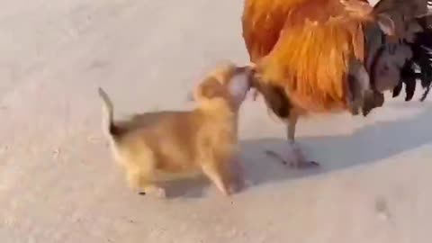 How fight dog and cock??