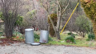 A deer looking for water on top of a trash can