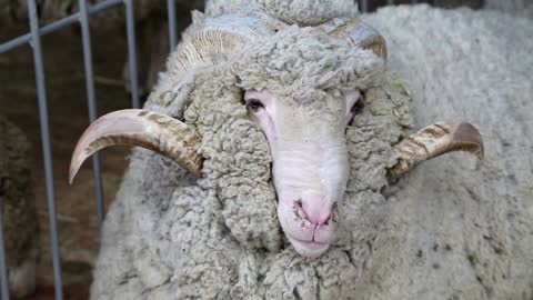 White sheep with big horns