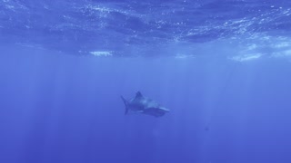 15 foot tiger shark