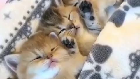 The Best Funny Cat Videos Of The 2022 #296- Funny Cats Compilation