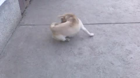 Dog goes insane chasing his tail