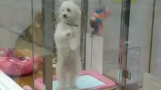 Dog humorously shows off sweet dance moves