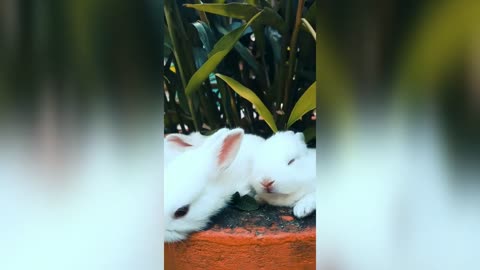 funny and cute baby 🐥 baby bunny 🐇 rabbit 🐇 videos masti