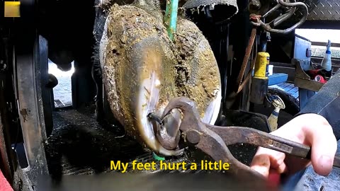 Cattle hoof repair series the hoof repair master accidentally found a nail