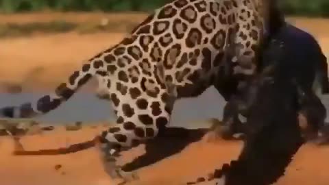 Watch how the jaguar hunts the crocodile