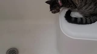 Shower cat