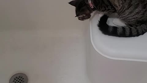 Shower cat