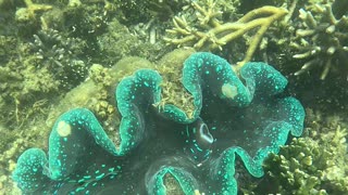 Snorkeling Adventures Philippines, Giant clams and coral. Giant clams are amazing and beautiful!