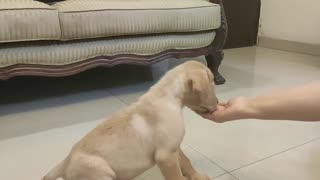 VIDEO IS ABOUT HOW TO TRAIN YOUR PUPPY