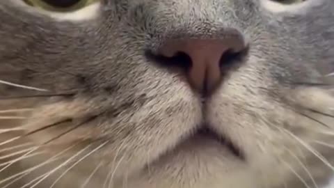 Loving Cats: Wait For It... What A face!!