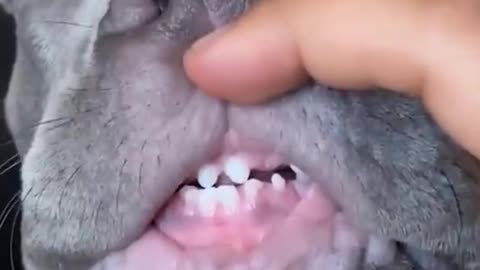 Dog's teeth