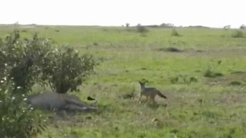 Jackal messing with a Lion | Funny