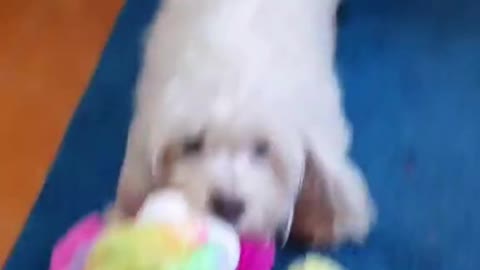 dog and the toy