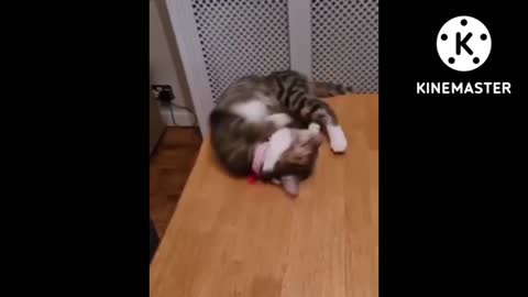 Cat funny video 😄 😆