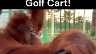 An Orangutan is driving a Golf Cart!