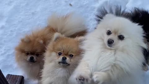 Verry Cute Puppies in snow of out side gate