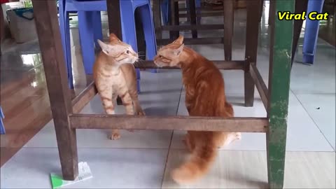 Cats Fighting and Meowing